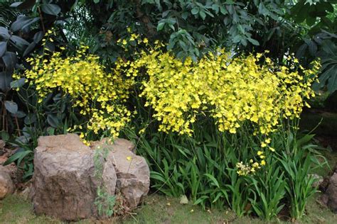 黃色蘭花風水|【蘭花 風水】蘭花招財增壽，避開5大風水禁忌，打造財運亨通的。